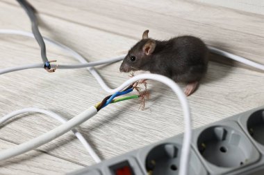 Fare, evin içinde yerde çiğnenmiş elektrik telinin yanında. Haşere kontrolü