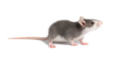 Beyaz arka planda küçük bir fare. Sevimli hayvan.