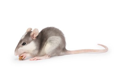 Beyaz arka planda kuru yiyeceği olan sevimli bir fare. Küçük hayvan.