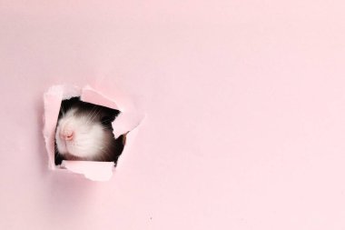 Pembe kağıt çarşaftaki delikten bakan sevimli sıçan. Metin için boşluk