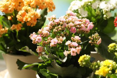 Farklı güzel kalanchoe çiçekleri kaplarda, yakın planda.