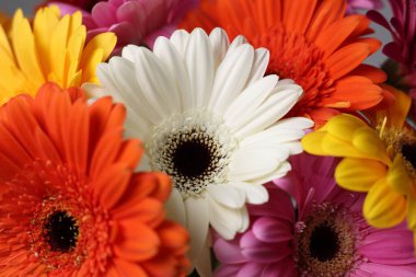 Bir buket güzel Gerbera çiçeği, yakın çekim manzarası.