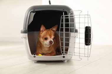 Evcil hayvan taşıyıcısında sevimli bir köpek var.