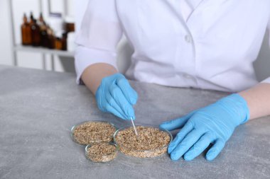 Laboratuvar testi. Kapalı alandaki gri masada tahıl örnekleriyle çalışan bilim adamı.