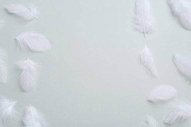 Açık gri arkaplanda tüyler, düz bir zemin. Metin için boşluk