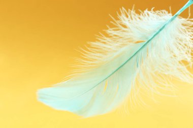 Sarı arka planda tüylü hafif turkuaz tüy, yakın plan.