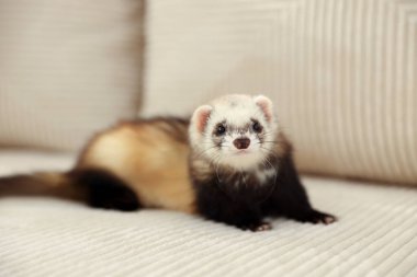 Kanepede yatan sevimli gelincik. Evcil hayvan