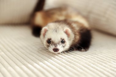 Şirin gelincik kanepede yatıyor, yakın plan. Evcil hayvan