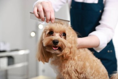 Hayvan bakımı. Kapalı alanda köpeğin saçını tarayan bir kadın, yakın plan. Metin için boşluk