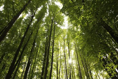 Beautiful green trees in forest on sunny day, low angle view