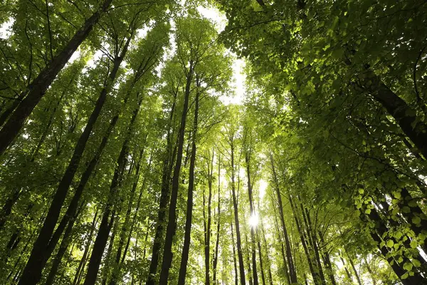 Beautiful green trees in forest on sunny day, low angle view