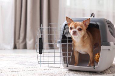 Evcil hayvan taşıyıcısında sevimli bir köpek var.