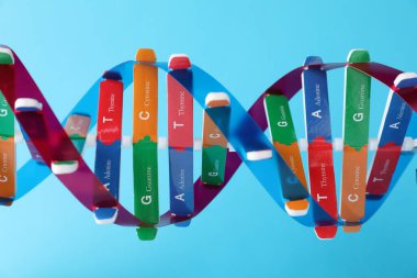 Açık mavi arkaplanda DNA yapısı modeli, yakın plan