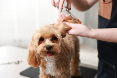 İçeride makasla köpek kılı kesen kadın, yakın plan. Hayvan bakımı.