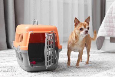 Evin içinde sevimli köpek ve hayvan taşıyıcısı