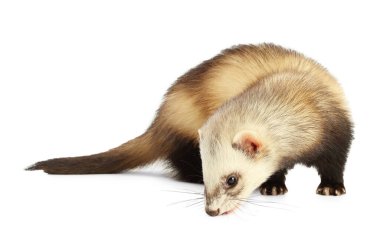 Beyaz arka planda sevimli gelincik. Evcil hayvan