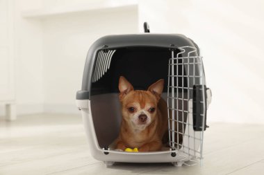 Evcil hayvan taşıyıcısında sevimli bir köpek var.