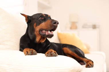 Evdeki kanepede dinlenen sevimli Doberman. Metin için boşluk
