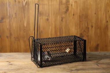 Ahşap masada fare kapanı var.