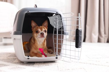 Evcil hayvan taşıyıcısında sevimli bir köpek var.