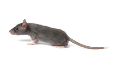 Beyaz arka planda küçük bir fare. Sevimli hayvan.