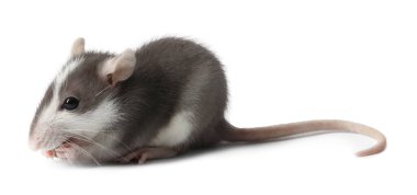 Beyaz arka planda kuru yiyeceği olan sevimli bir fare. Küçük hayvan.