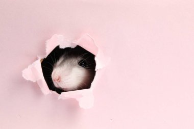 Pembe kağıt çarşaftaki delikten bakan sevimli sıçan. Metin için boşluk