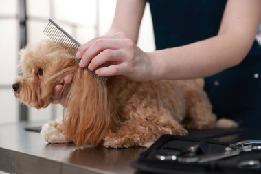 Woman brushing cute dog with comb indoors, closeup. Pet grooming clipart