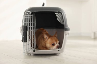 Evcil hayvan taşıyıcısında sevimli bir köpek var.