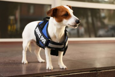 Dışarıda servis köpeği yeleği giyen sevimli Jack Russell Terrier.