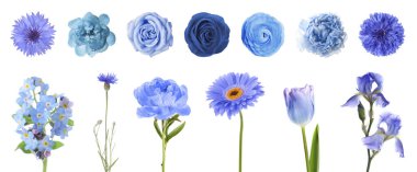 Farklı güzel çiçekler mavi tonlarda, beyaz sette izole edilmiş.