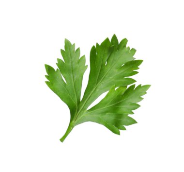 Taze maydanoz filizi, beyaz havada izole edilmiş.