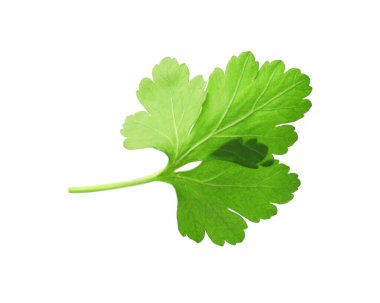 Beyaz maydanozlu taze maydanoz.