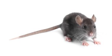 Beyaz arka planda küçük bir fare. Sevimli hayvan.