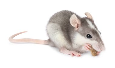 Beyaz arka planda kuru yiyeceği olan sevimli bir fare. Küçük hayvan.