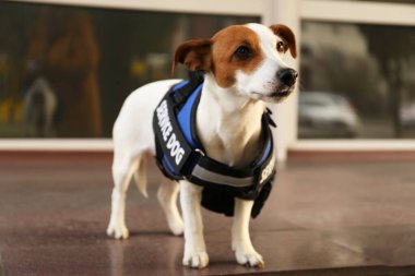 Dışarıda servis köpeği yeleği giyen sevimli Jack Russell Terrier.