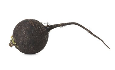 Bir siyah şalgam beyaza izole edilmiş. Sebze kökü