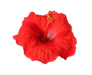 Güzel kırmızı hibiscus çiçek üzerinde beyaz izole