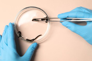 Doctor taking medicinal leech from Petri dish with tweezers on light pink background, top view clipart