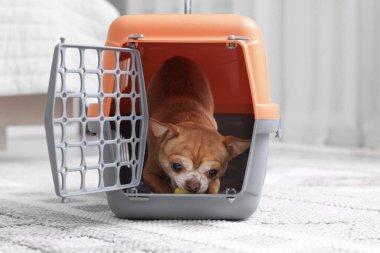 Evcil hayvan taşıyıcısında sevimli bir köpek var.