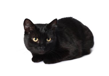 Beyaz arka planda sevimli siyah kedi. Sevimli hayvan.