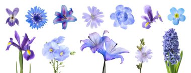 Farklı güzel çiçekler mavi tonlarda, beyaz sette izole edilmiş.