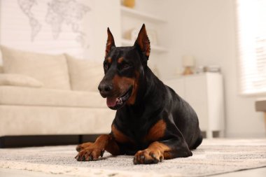 Sevimli Doberman evde yerde dinleniyor.
