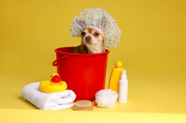 Banyo şapkası ve sarı arka planda yıkanmak için farklı aksesuarları olan sevimli, komik bir köpek.