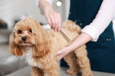 Woman brushing dog's hair with comb indoors, closeup. Pet grooming clipart