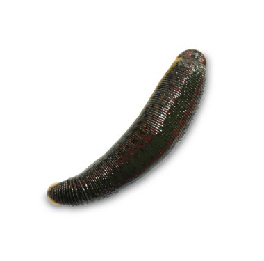 Bir tıbbi sülük beyaza izole edilmiş.