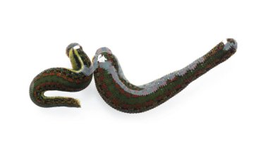 Alternatif tıp. Tıbbi sülükler beyaza izole edilmiş