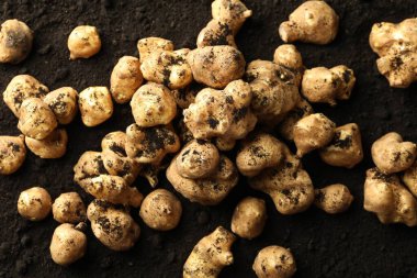 Many raw Jerusalem artichokes on soil, top view. Root vegetable clipart