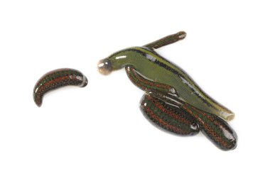 Tıbbi sülükler beyaza izole edilmiş, üst görünüm