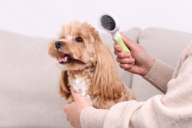 Evdeki kanepede sevimli Maltipoo köpeğini fırçalayan kadın, yakın plan.